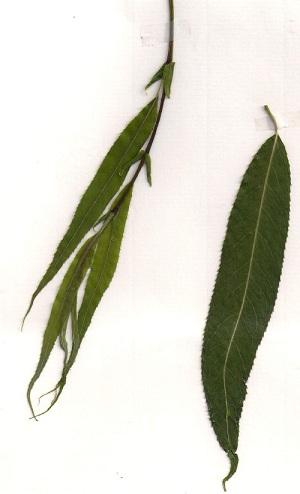 Les feuilles du saule de Congleton