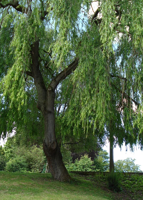 Le saule de Congleton